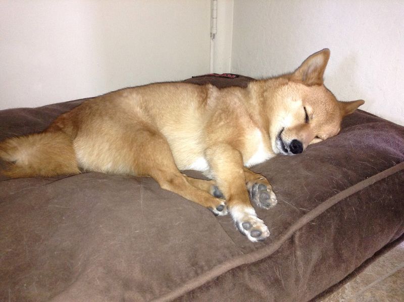 Uses Their Bed Instead of Hiding