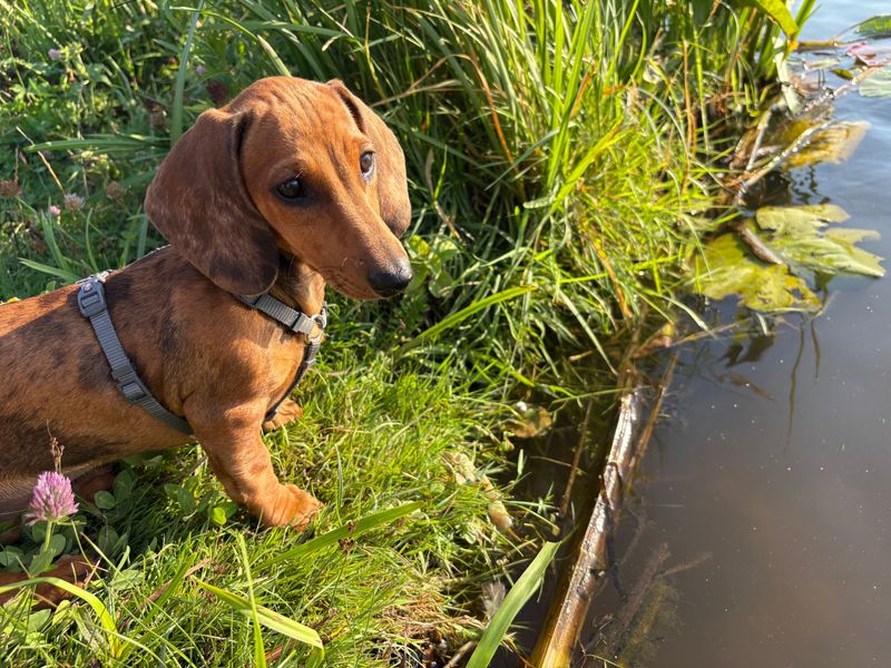 12 dogs that can turn the sound of a food bag into the biggest event of the afternoon 6 Dachshund