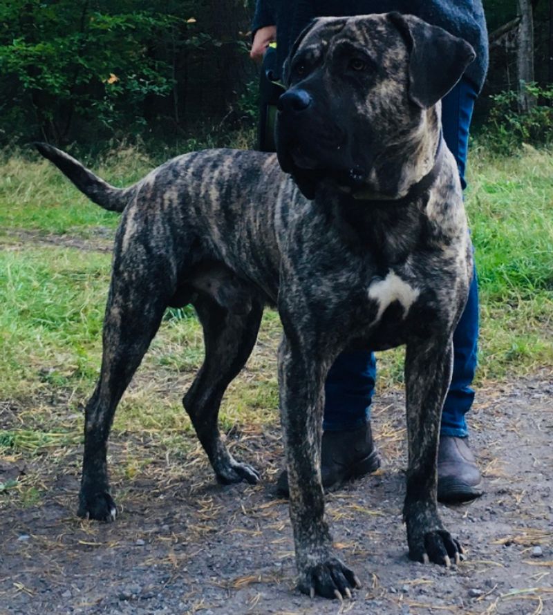 12 dog breeds that can turn reactive without consistent boundaries 12 Presa Canario
