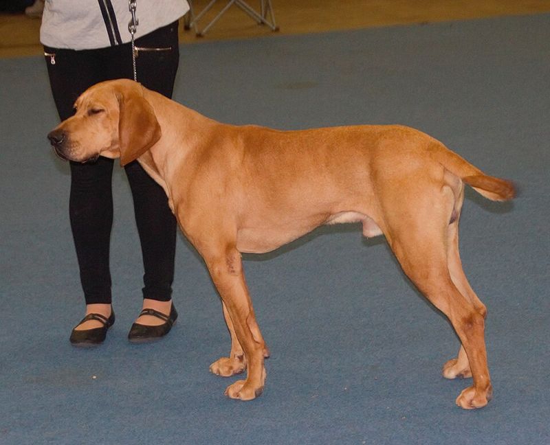 Plott Hound