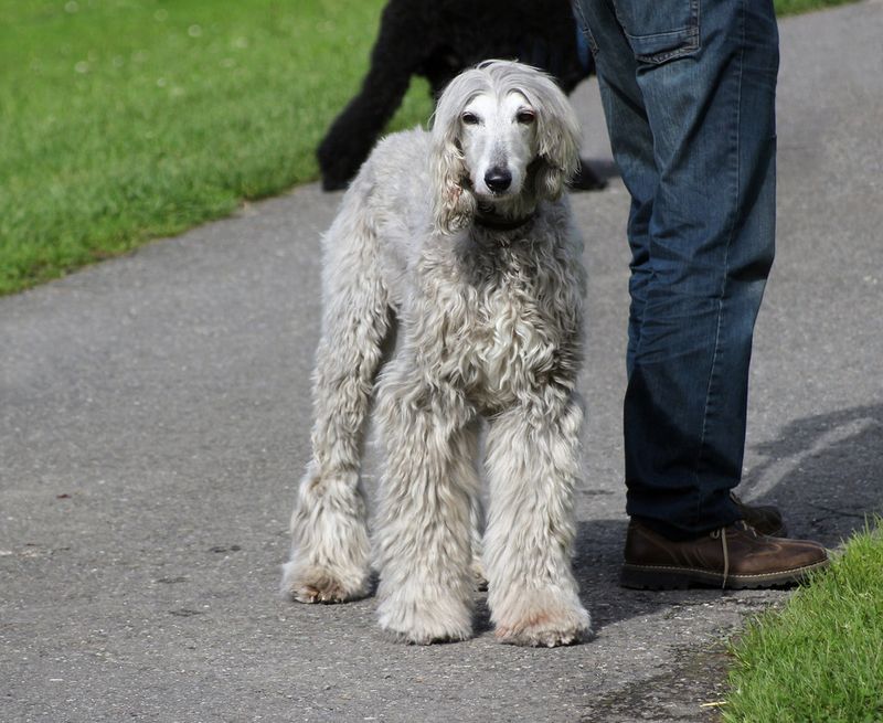 Afghan Hound