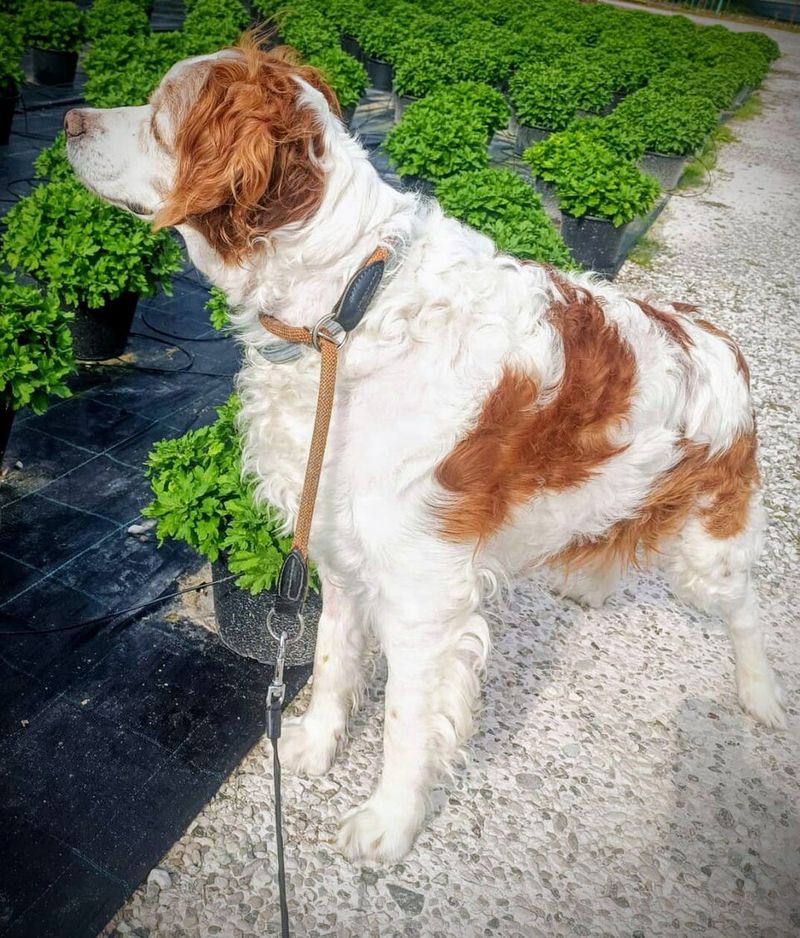 11 dog breeds many people think are hidden gems - but really aren't 11 Brittany