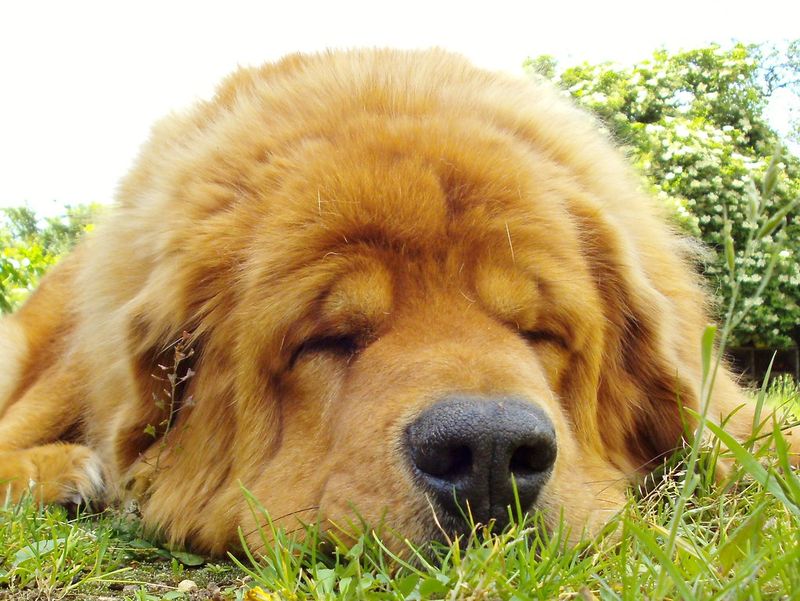 12 guarded dog breeds that trust slowly, plus 3 social butterflies that never seem cautious 10 Tibetan Mastiff