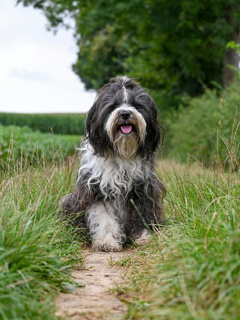 Popularity Charts Don’t Tell the Full Story - 13 Breeds Quietly Gaining Fans 12 Nederlandse Schapendoes