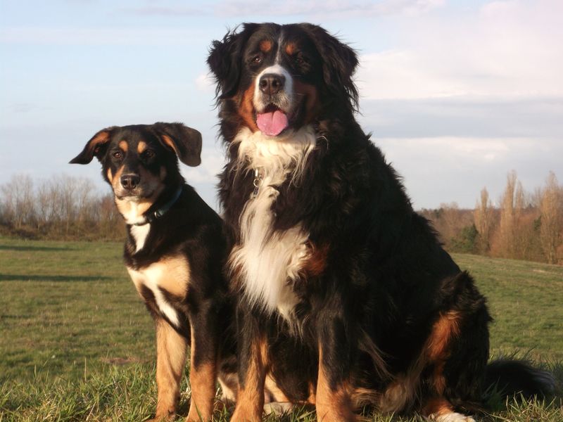 Bernese Mountain Dog