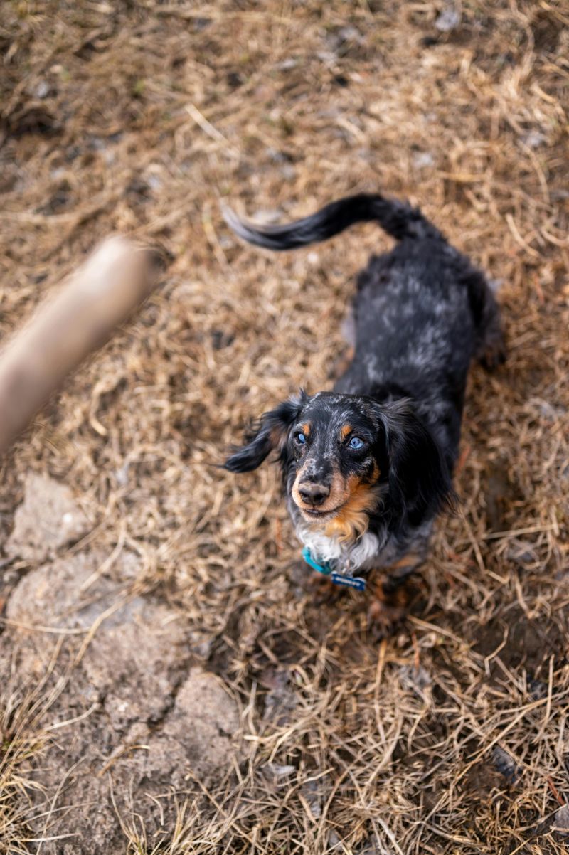 13 dogs that make rainy days feel less miserable 13 Dachshund