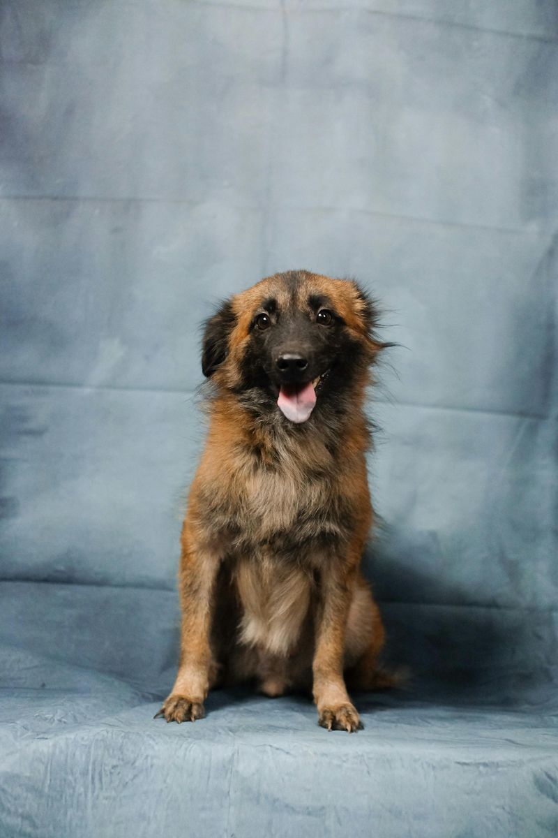 Belgian Tervuren