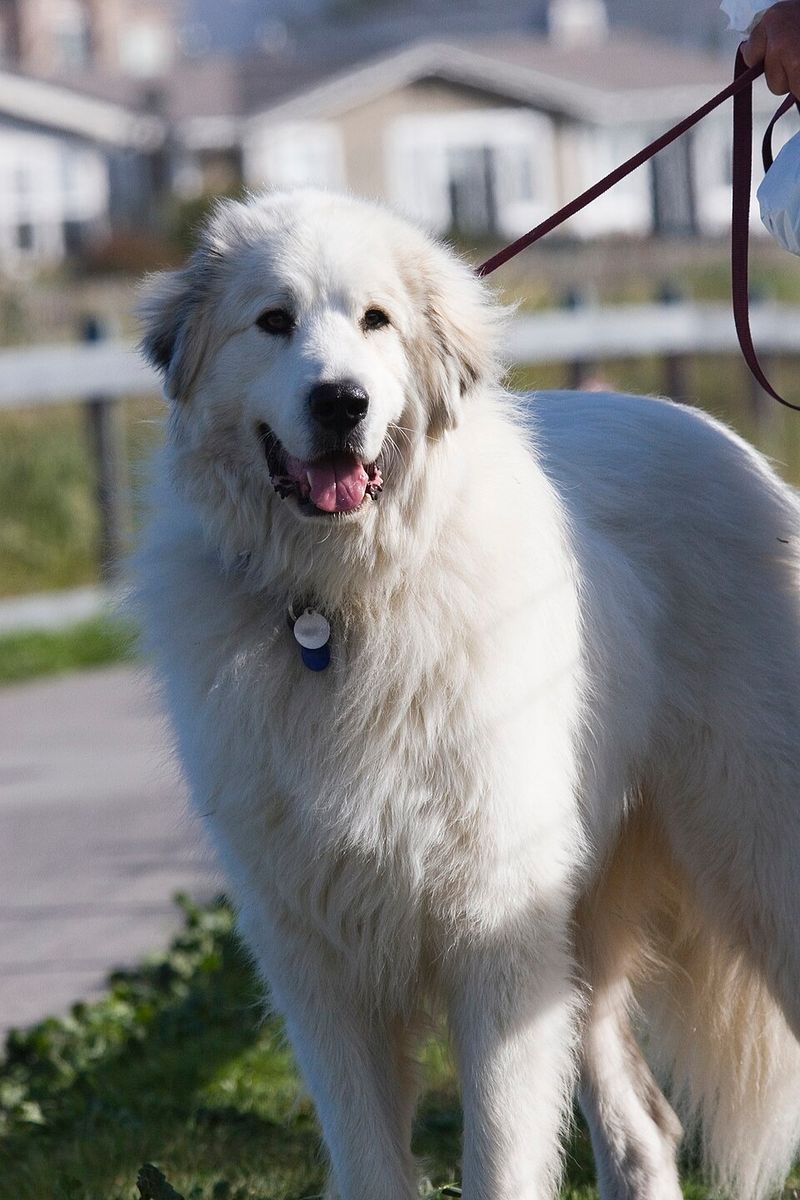 Years of dog ownership may not prepare you for breeds that were developed to make decisions independently 6 Great Pyrenees