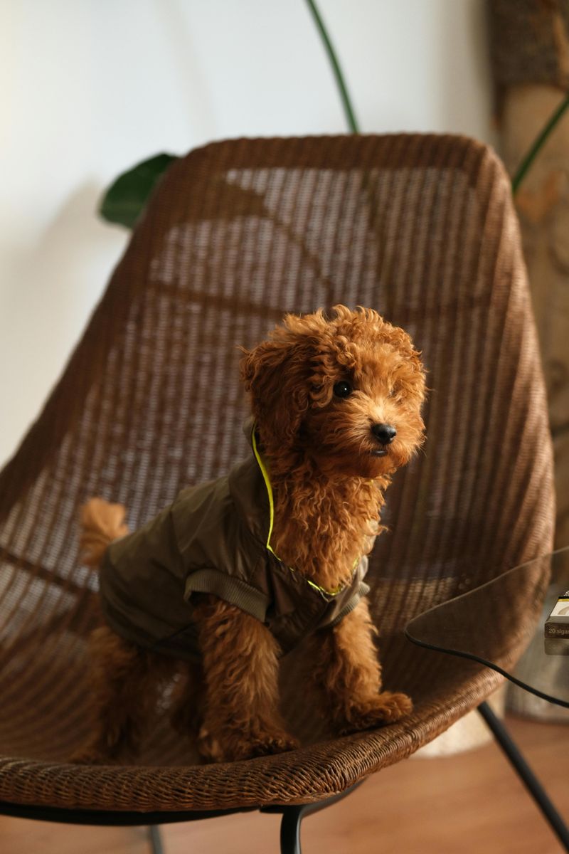 Toy Poodle