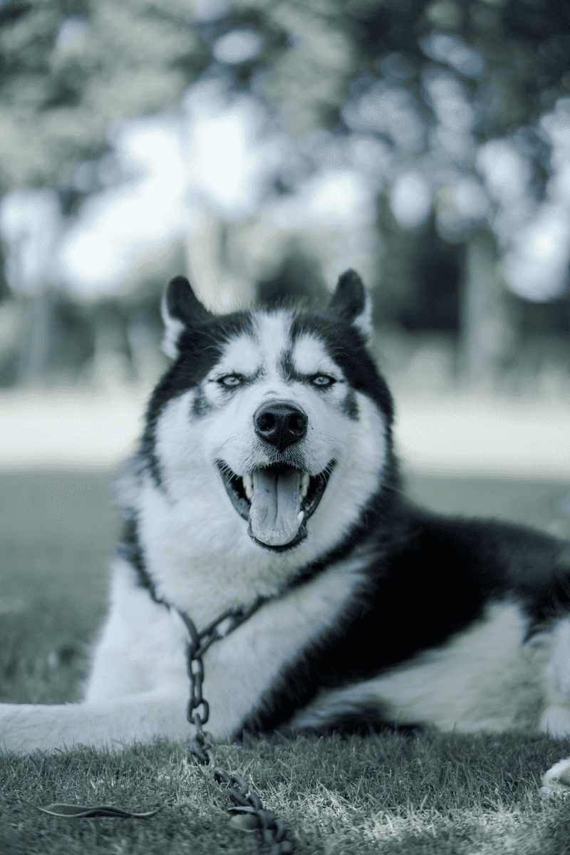 Before the puppy excitement takes over, find out what living with these sought-after breeds actually involves 7 Siberian Husky