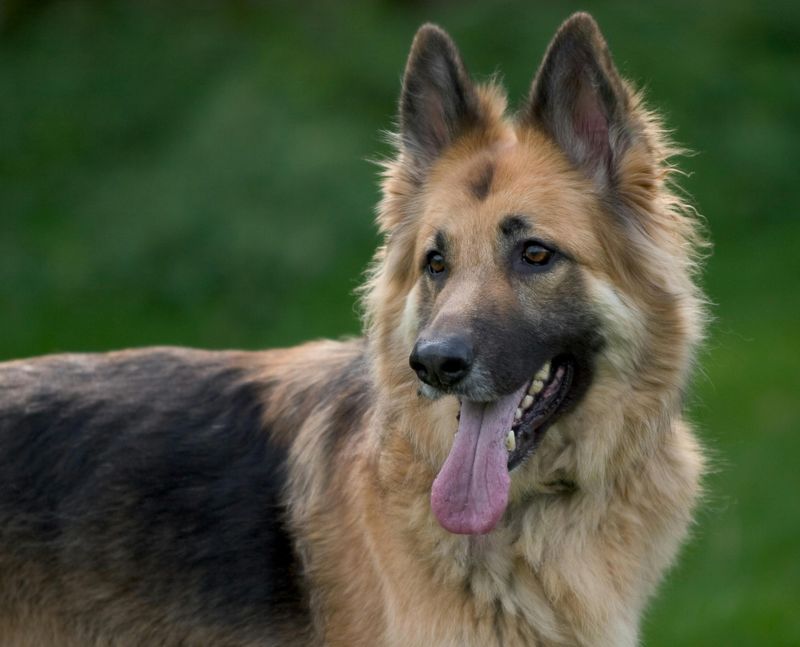 13 breeds that tend to be naturally alert without constant barking 5 German Shepherd Dog