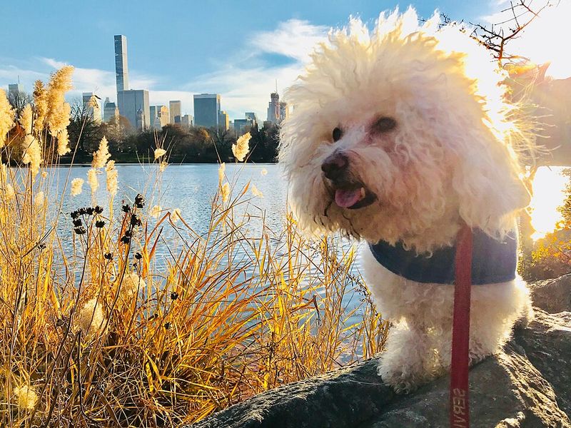 11 dogs that seem too gentle for this world - and 4 that hide their soft side well 7 Bichon Frise
