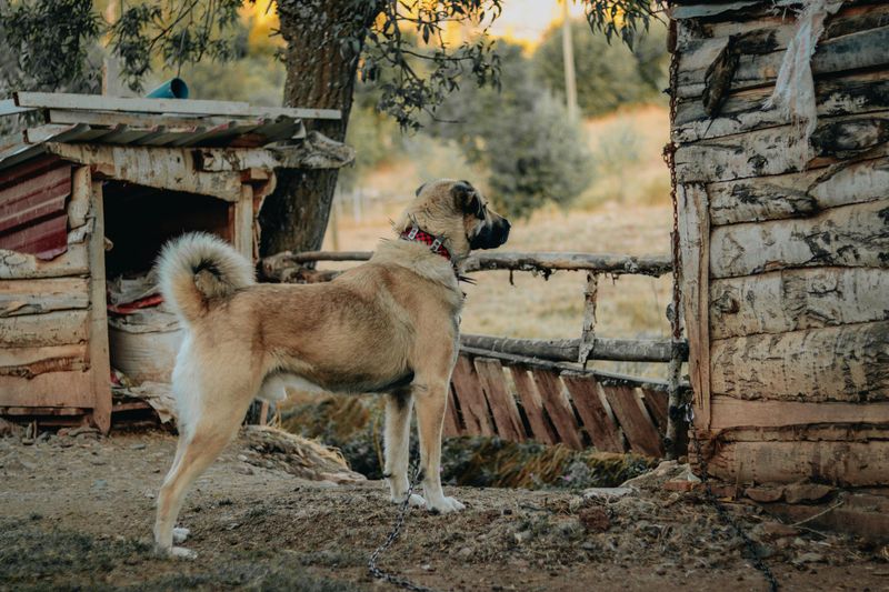 12 of the Strongest Dog Breeds in the World 12 Kangal Shepherd