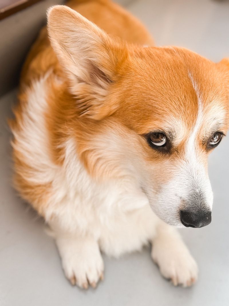 Pembroke Welsh Corgi