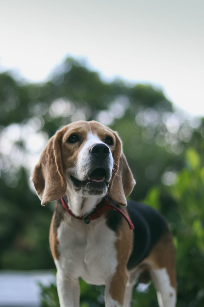 18 Friendly and Adaptable Dog Breeds Perfect for New Pet Owners 12 Beagle