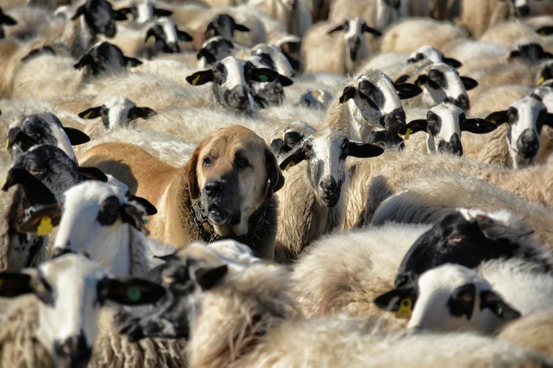 Livestock guardian dogs
