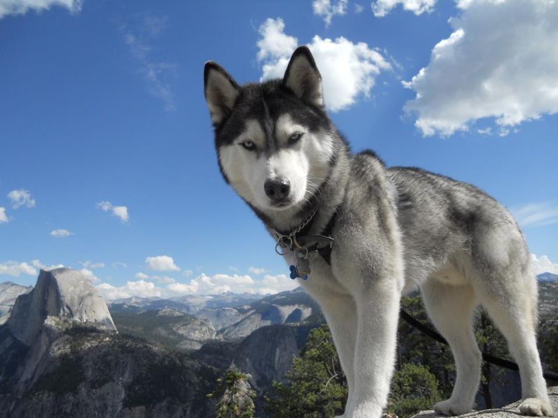Bring home one of these energetic breeds and your lazy mornings may quietly disappear from the calendar 5 Siberian Husky