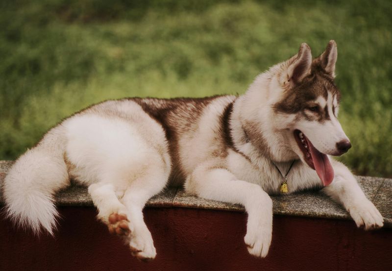 13 Dog Breeds That Handle Schedule Changes Poorly And How To Prepare Them 11 Siberian Husky