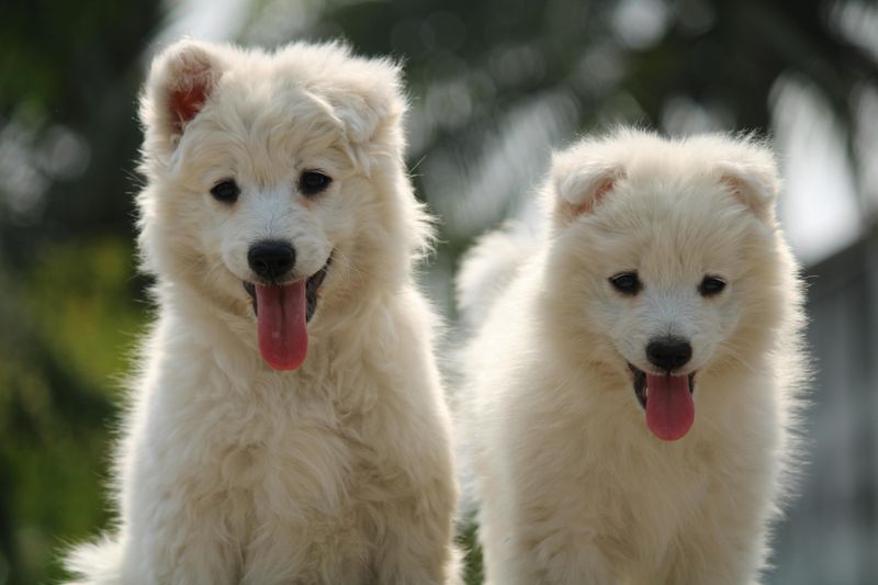Samoyed