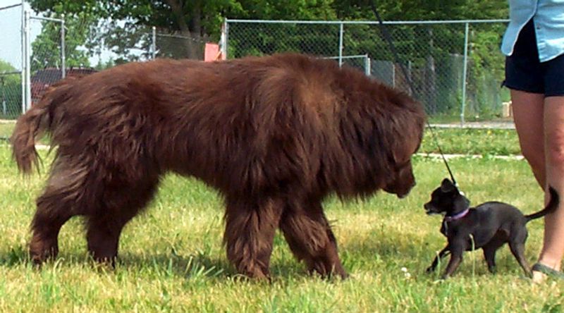 The best part about these dog breeds isn't how they play - it's how well they unwind afterward 9 Newfoundland