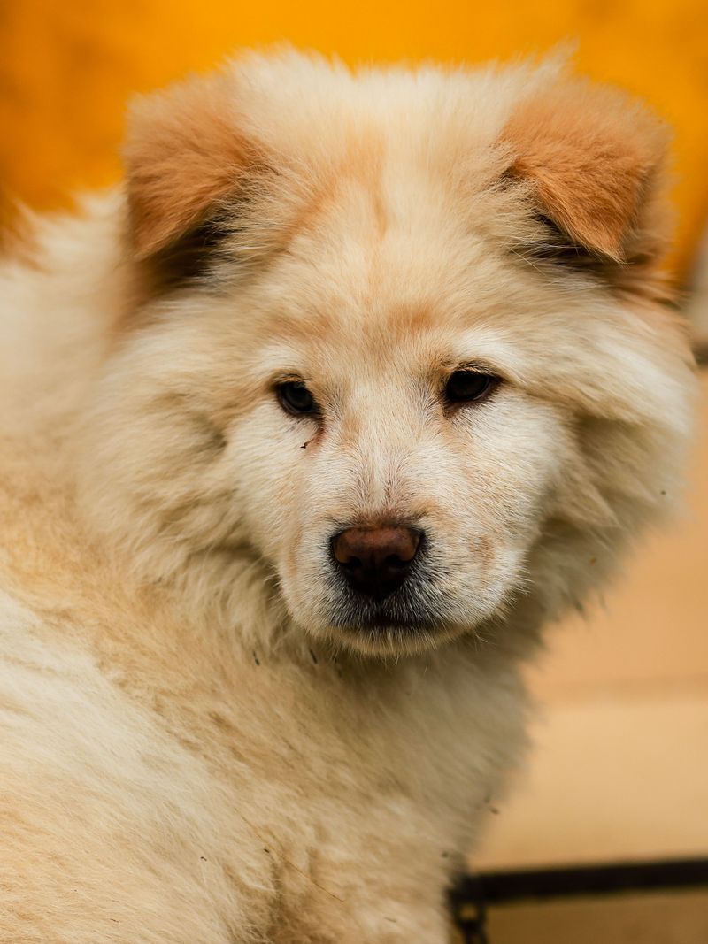 These companions often assess new situations before taking action 11 Chow Chow