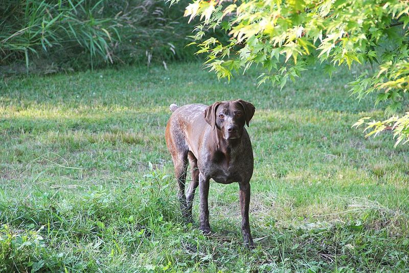 "Retractable Leashes Should Be Banned” Is Blowing Up Again - 13 Breeds Most Mentioned in Injury Horror Stories 10 German Shorthaired Pointer