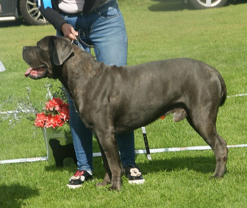 Cane Corso