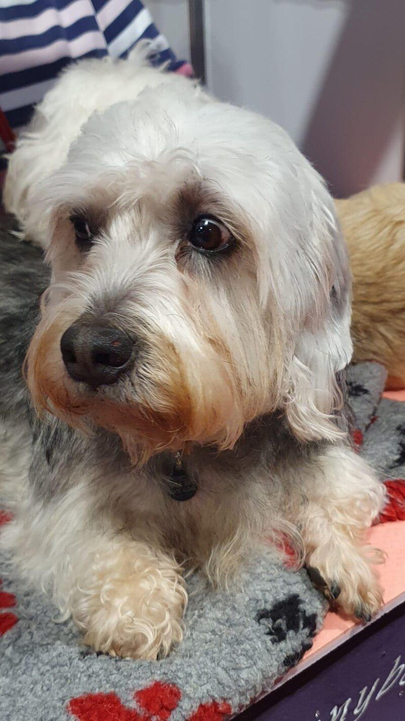Dandie Dinmont Terrier