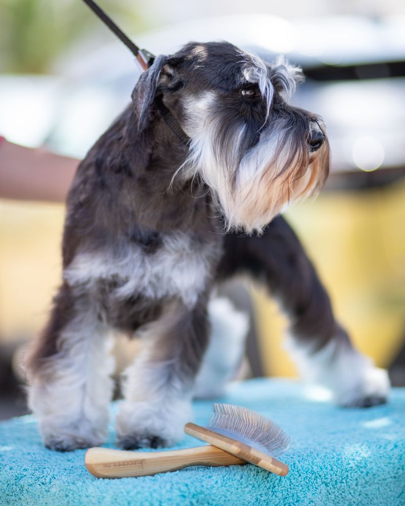 Some dog breeds leave owners so satisfied they'd happily choose them all over again 3 Miniature Schnauzer