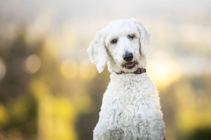 12 dog breeds whose work has changed human lives - plus 2 quiet helpers that deserve a place in the story 13 Standard Poodle: More Than a Fancy Haircut