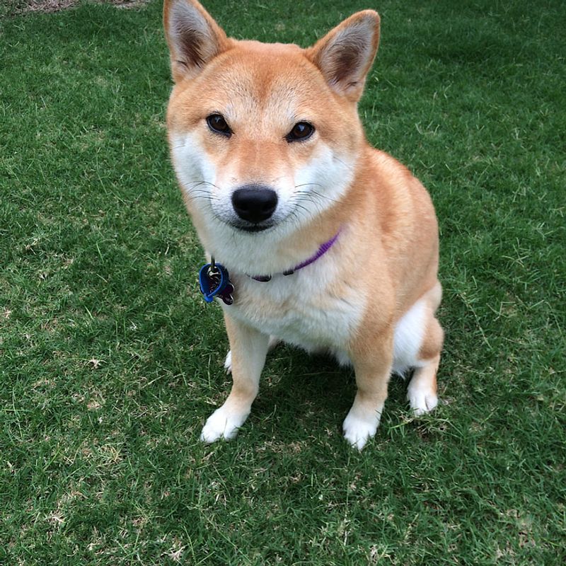 Shiba Inu