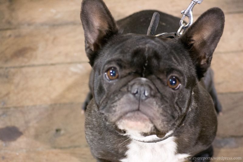 French Bulldog