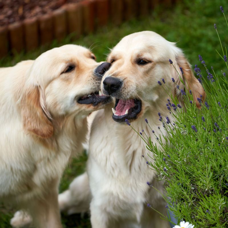 The family dog doesn't have to become another source of chaos - these breeds prove it 5 Golden Retriever