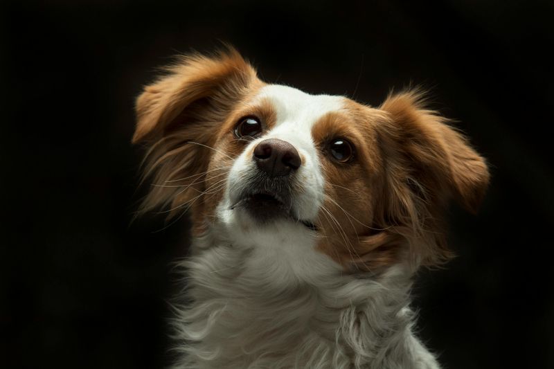 20 dog breeds that form quiet, unbreakable bonds behind the scenes 21 Papillon