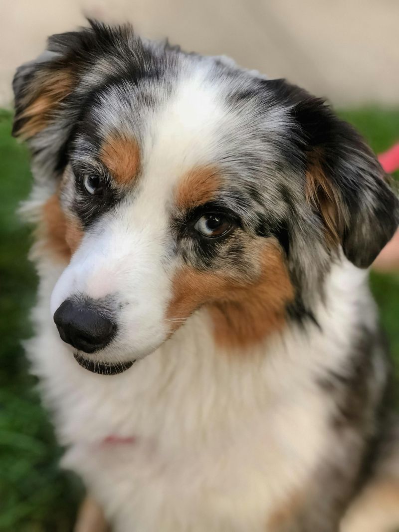 Australian Shepherd