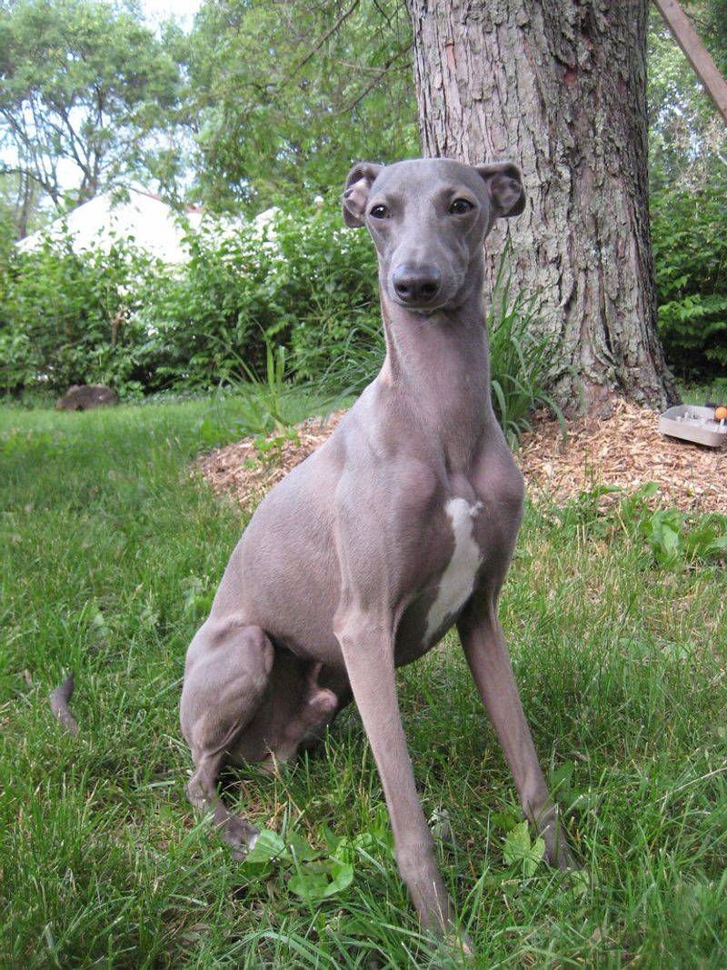 15 dog breeds that seem naturally athletic 10 Italian Greyhound