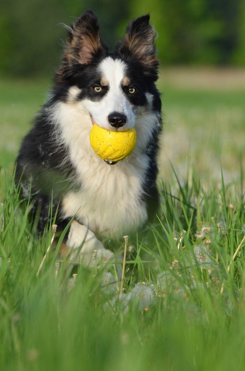 16 Dog Types That Get Hyper-Excited Every Time The Leash Comes Out 4 Border Collie