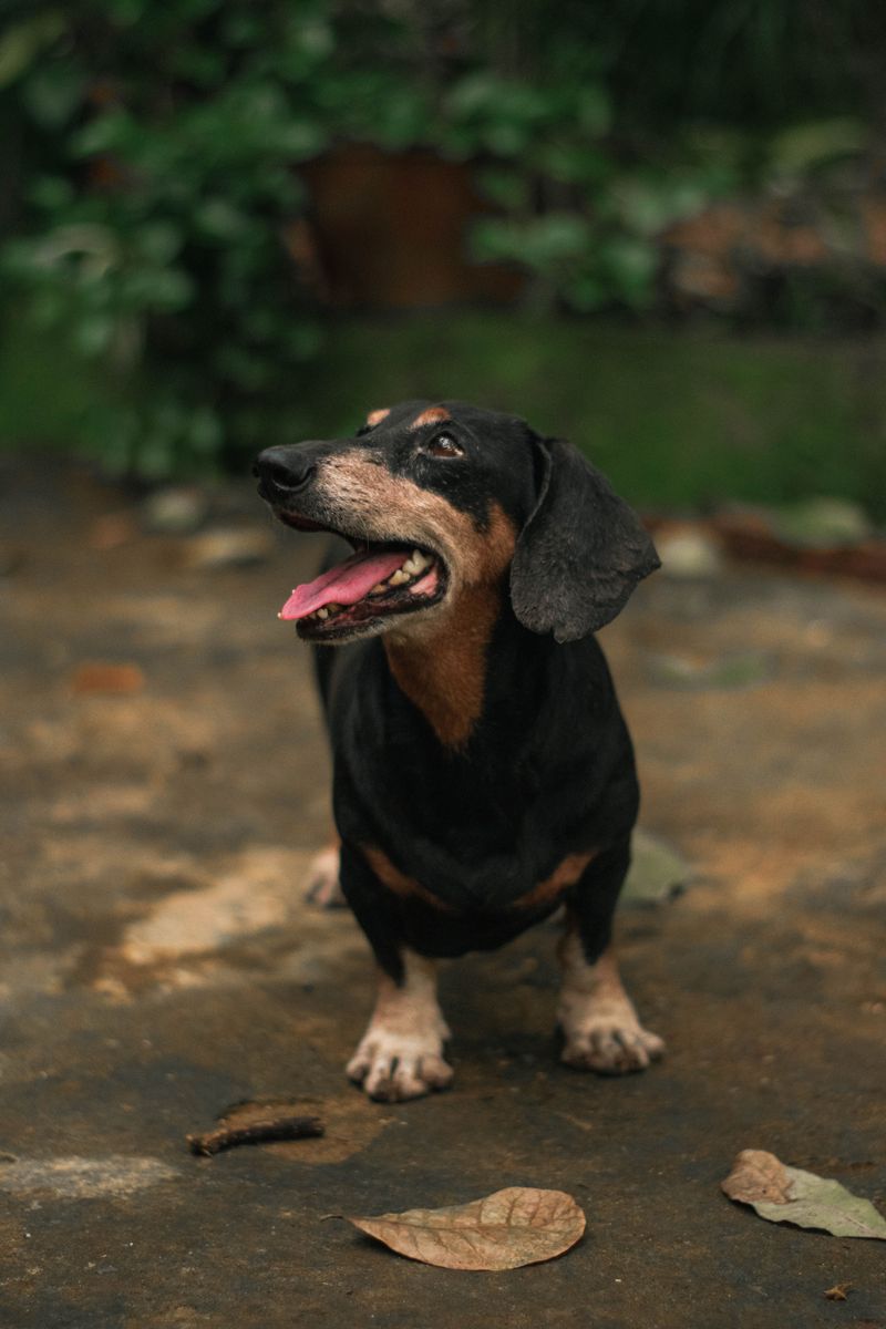 Dachshund