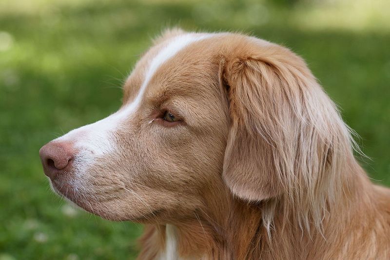 12 Dog Breeds That Do a Victory Lap After They Poop 6 Nova Scotia Duck Tolling Retriever