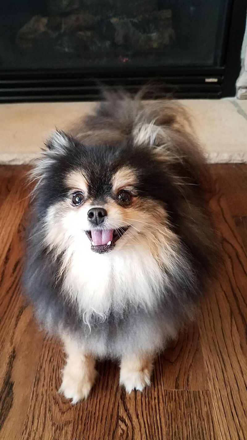 Good luck scrolling past these dog breeds without imagining one in your home 3 Pomeranian