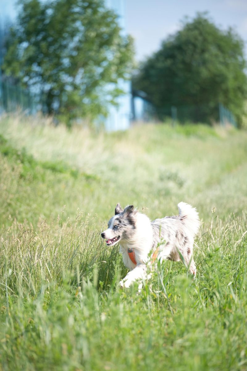 Border Collie