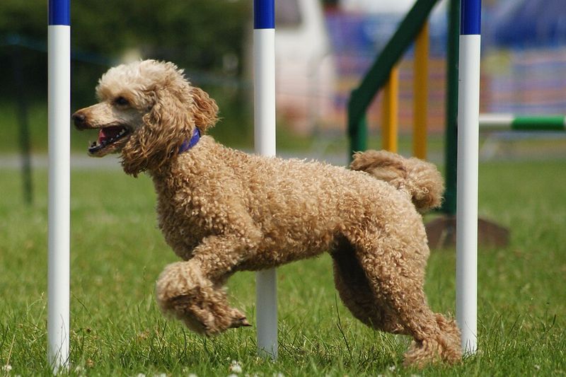 11 dog breeds that adore children without getting jealous 12 Poodle