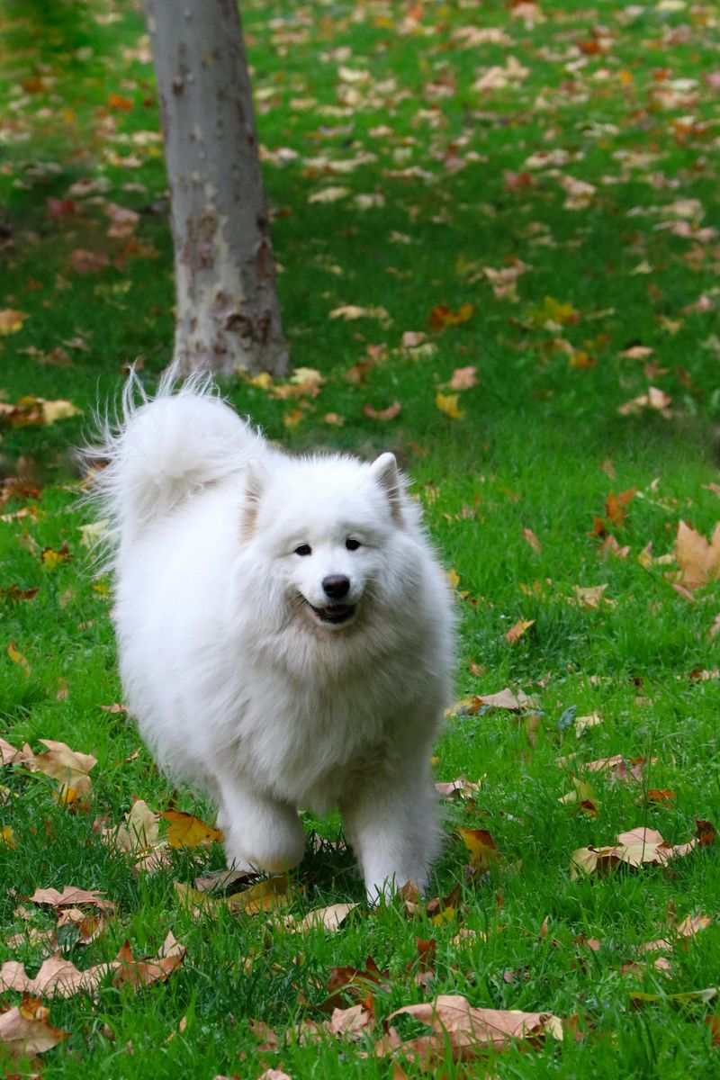 Japanese Spitz