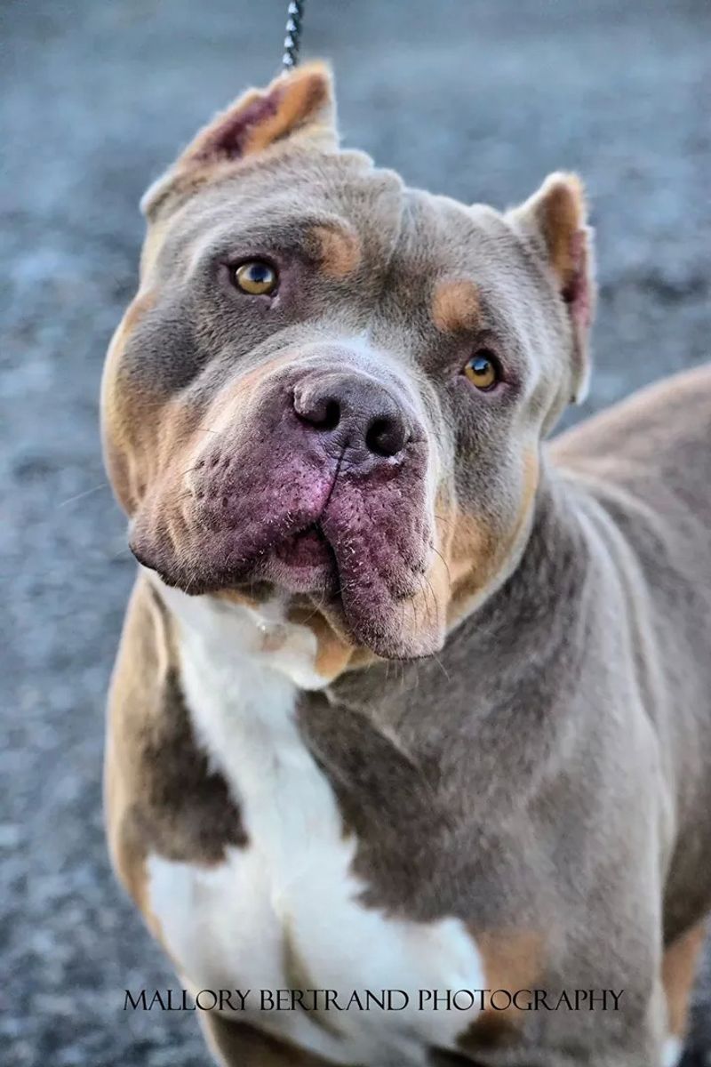 Everyone says they want a good dog - So why do dogs like these keep getting overlooked? 5 American Bulldog