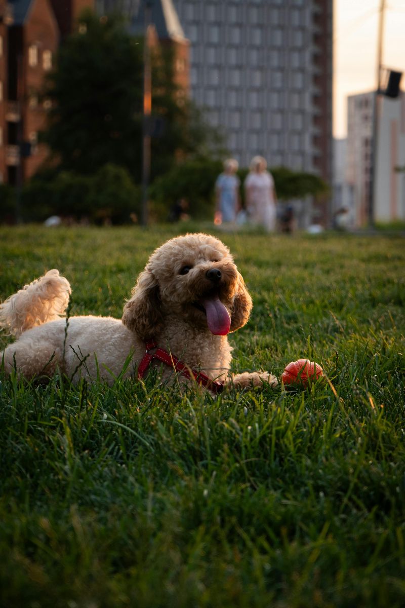Tired of fur everywhere? These 10 low-shedding breeds are winning owners over fast 2 Poodle