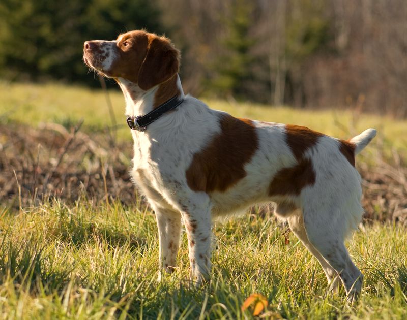 25 Bird Dog Breeds That Balance Hunting Instincts with Family Life 12 Brittany Spaniel