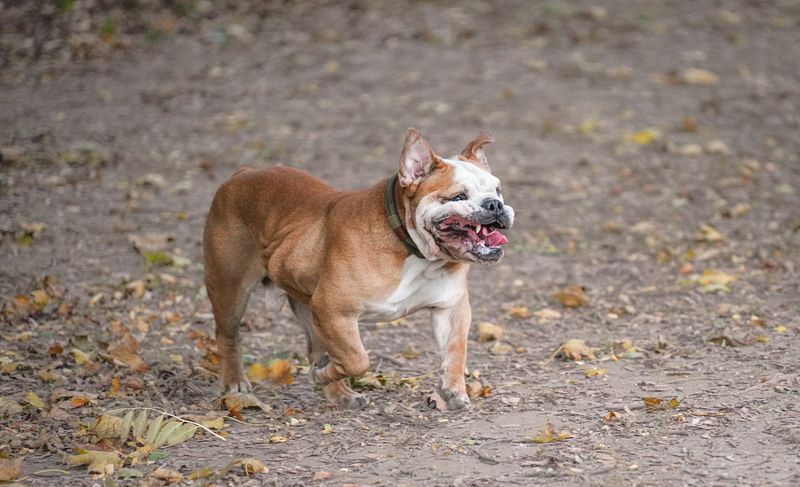 English Bulldog