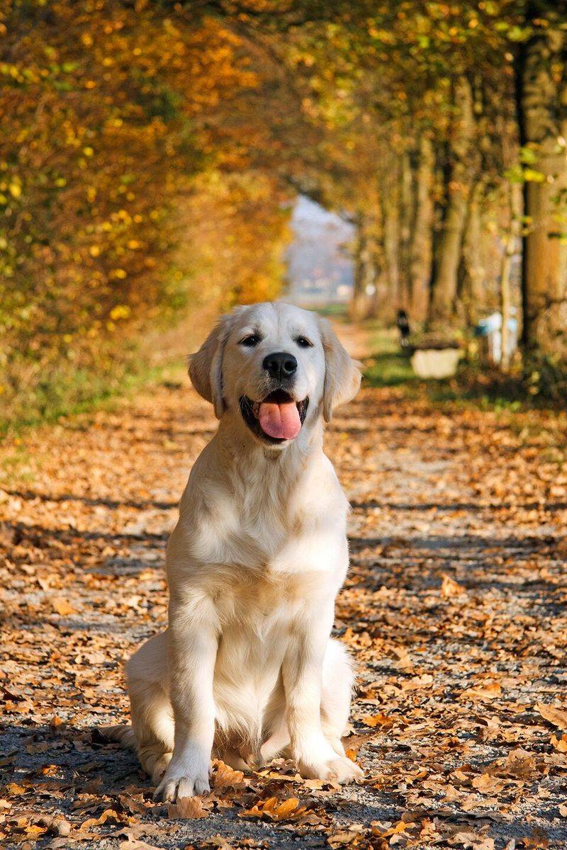 If big life changes are ahead, these dog breeds often handle the transition beautifully 5 Golden Retriever