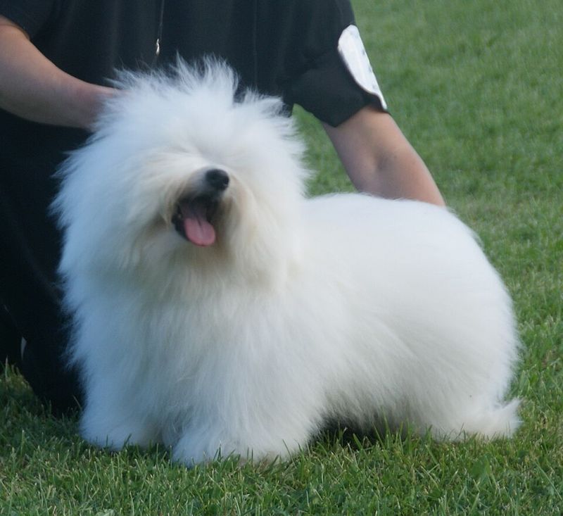 11 dogs that allergy-conscious owners frequently put at the top of their lists 12 Coton de Tulear