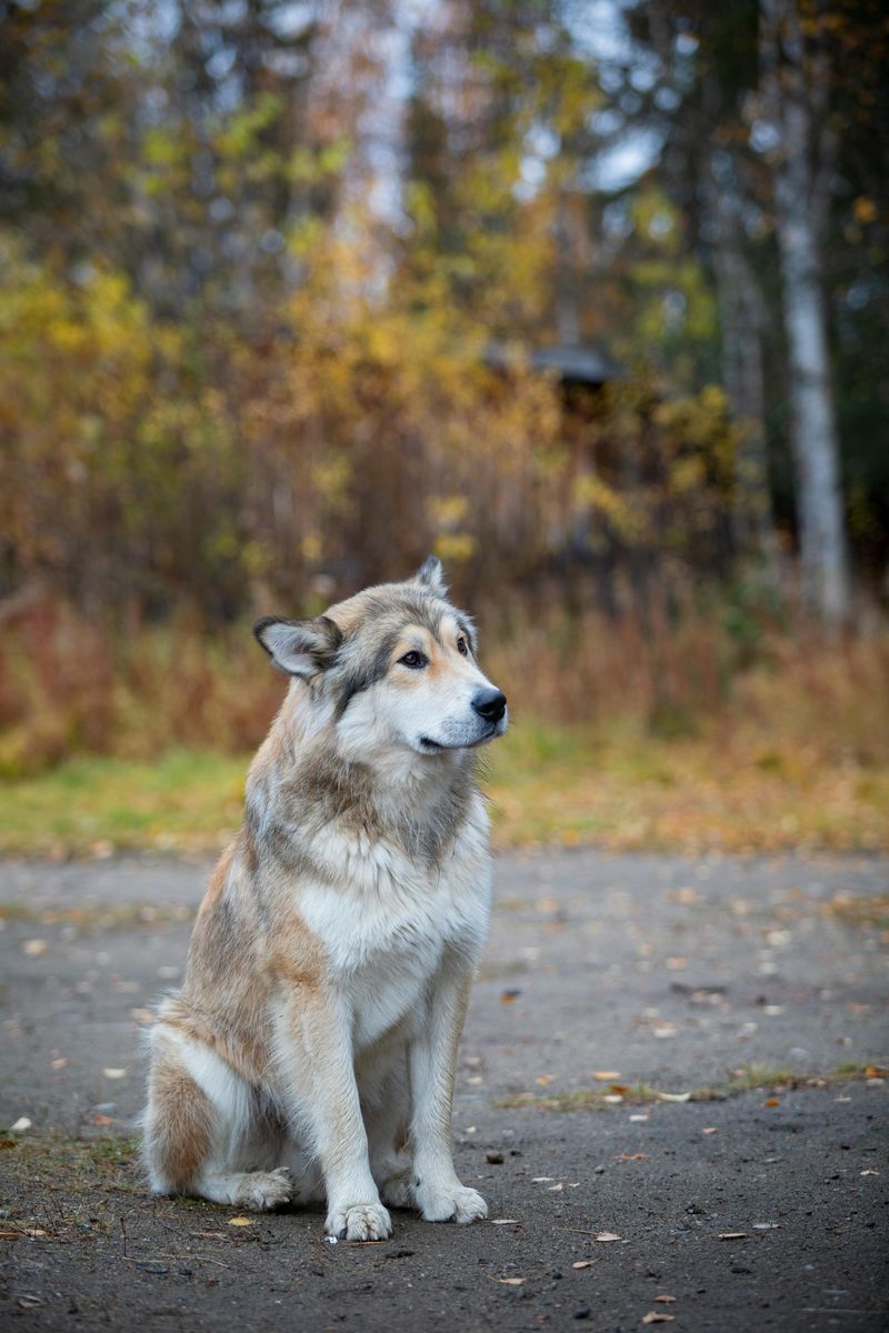 Wolfdog